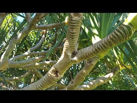 Pandanus utilis - The Screw Pine, It's Not A Pine or A Palm But Looks Like Both!