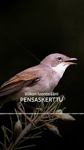 Viikon luontoääni, pensaskerttu pesii Etelä- ja Keski-Suomen pensaikkoisilla avomailla Oulun korkeudelle asti. Kuuntele esittely Areenassa: https://areena.yle.fi/1-74775714 | Yle Luonto