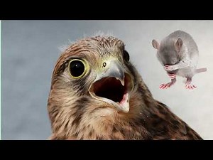 ハヤブサの鳴き声はネズミを家から追い出すでしょう | げっ歯類を駆除する簡単な方法 |