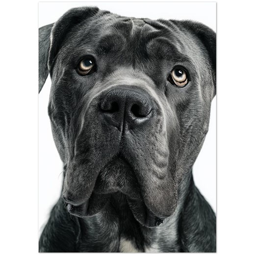Cane Corso Note Cards – Pack of 10 Greeting Cards With Envelopes - Etsy