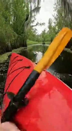 This kayaker didn't expect to meet a gator #alligator #swamp #nature