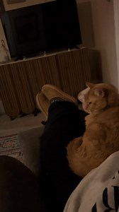 Always in my lap 😻 #cat #lapwarmer #kitty #orangecat #orangecatbehavior | Emilyischaos