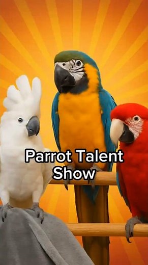 Parrot Talent Show