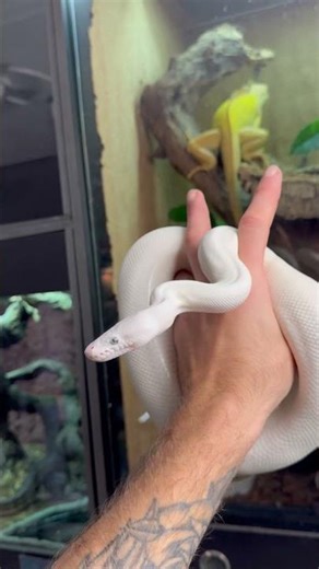 Le python de fort Boyard 😉