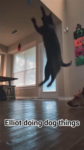 Poor Bowie gets little toe beans to the face #catshorts #fetch #blackcat #cat #catlife #catjump