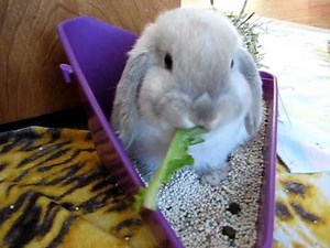 Bunny eating lettuce