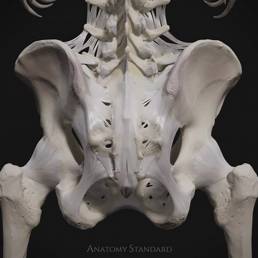 Pelvic Ligaments Turntable Animation