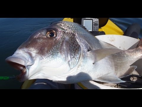 Jumbo Porgy Fishing on Jigs