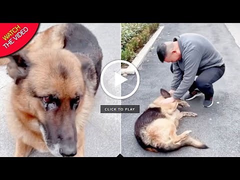 Former Police Dog 'Cries' After Reuniting With Handler She Hasn't Seen For Years