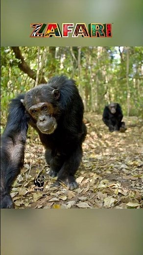 Bonobos live quite peacefully ☮️ #zafari #shorts