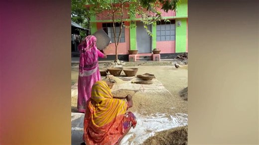 Paddy Farming : Step by Step Growing Rice Paddy Farming