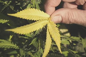 Causes et solutions pour les feuilles jaunes du cannabis