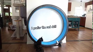 Sometimes things just don’t go as you planned, especially when it involves cats! :) #ColeAndMarmalade #Treadmill #CatVideos | Cole & Marmalade