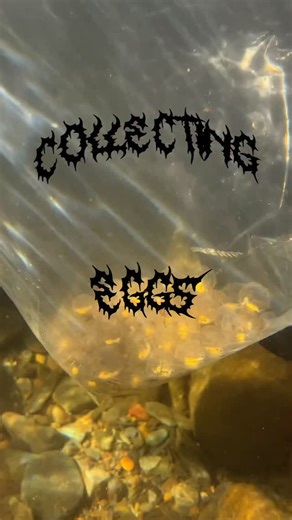 After supporting our friends at the North Carolina Wildlife Resource Commission earlier this year with eDNA equipment for monitoring/assessing population statuses post Helene, then assisting Cherokee National Forest with collecting larval/juvenile Hellbenders this spring/identifying den rocks for the fall, we’ve now expanded our work with the Eastern Hellbender to rearing! We’re permitted to now hold and hatch eggs to determine hate rates, successes, and to measure growth rates compared to other