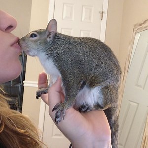 Jill The Squirrel on Instagram: " No less than a million kisses a day.⁣ ⁣ ⁣ ⁣ ⁣ #petsquirrel #squirrel #squirrels #squirrellove #squirrellife #squirrelsofig #squirrelsofinstagram #easterngreysquirrel #easterngraysquirrel #ilovesquirrels #petsofinstagram #jillthesquirrel #thisgirlisasquirrel #squirrelkisses"