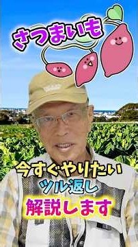 家庭菜園や農園のサツマイモ栽培で今すぐやりたいツル返し！【農家直伝】#shorts