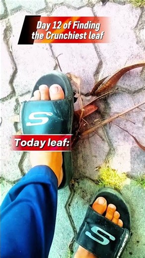 Day 12 of Finding the Crunchiest leaf #shorts