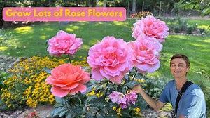 Easy rose care for months of flowers - complete tutorial