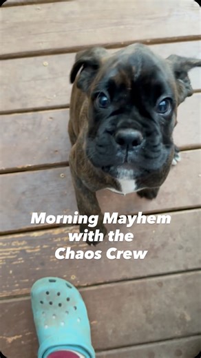 What started as Gracie’s little morning routine has turned into a full-blown production. The moment the pups make a move for the door, the entire crew jumps in — Blue supervising like a proud dad, Henna trying to steal the spotlight, Kinney “helping,” and me just trying not to die by tripping hazard. It’s joyful chaos from start to finish, and I know it won’t last much longer. Maggie heads to her new home soon, and the mornings will get a little quieter. For now, though, I’m soaking up every bit
