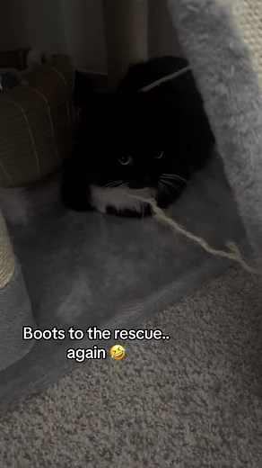Mittens the Rescue Kitty Needs Help! Funny Cat Tree Adventure