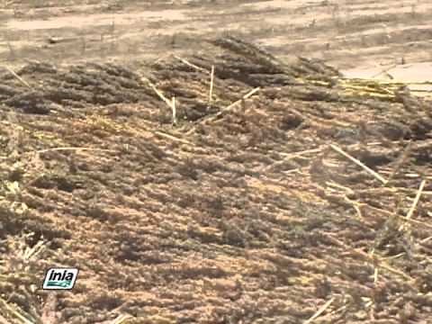 COSECHA Y POSCOSECHA DE QUINUA