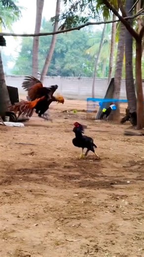 Tamil Roosters on Instagram: "Continue Hitters ⚔️ Note: No birds where harmed in this video IMPORTANT NOTICE 1. The animals and birds depicted in the video are in a safe and controlled environment, and have not been harmed in any way. 2. The video is intended for educational or entertainment purposes only, and should not be taken as professional advice or instruction. 3. The person who posted the video does not condone or support any illegal or unethical treatment of animals and birds. 4. The pe