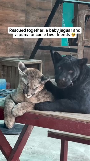 A baby black jaguar—often called a black panther—and a baby puma, also known as a mountain lion, became the unlikeliest of best friends after being rescued together. Despite being different species, they formed a powerful bond while growing up side by side in care. They play, cuddle, and explore the world together like true siblings. Their friendship is a heartwarming reminder that animals, too, can form deep emotional connections—especially when they’ve faced difficult beginnings together. Vide