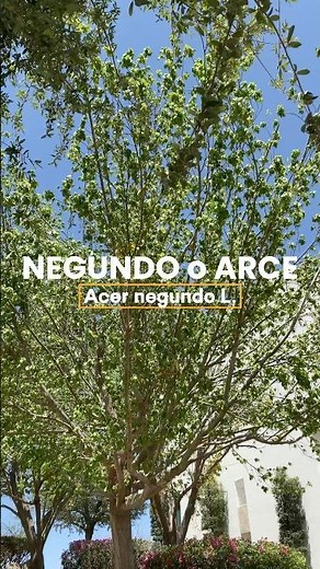 Maple or Negundo🌳✅(Acer negundo L.)‼️👍Native Tree of North America #nativetrees #plants #flowers