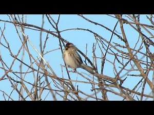 Common Redpolls and song Mar 8 15