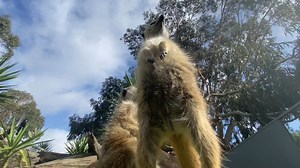 1.8K views · 105 reactions |  Meerkat Cam - Round 2 Take a minute and join our meerkats for some chill out time Listen out for some of their vocalisations too! We are going LIVE! with our meerkats this Sunday at 2:30pm, see you there! | Halls Gap Zoo | Facebook