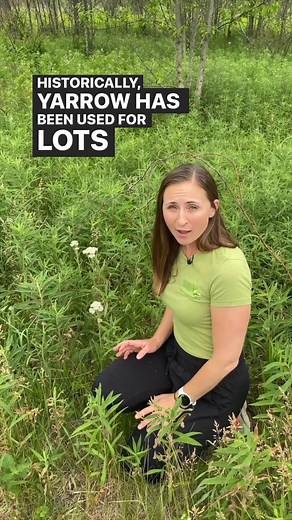 Common yarrow may not be the showiest plant, but it is a cool one. Let program coordinator Jess McQuown fill you in. #Wildflowers #TrailAdventures #WillCounty | Forest Preserve District of Will County