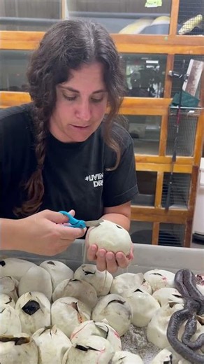 Doing another egg clutch 🥚 today, let’s see what we got 🤩