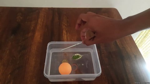 Movement due to growth (plant hormones)