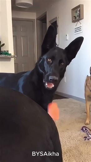 Feini's Gentle Bond #Shorts #Feini