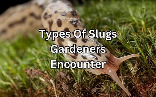 Types Of Slugs Gardeners Encounter - Simplify Gardening