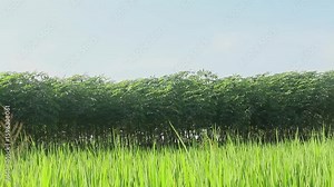 Cassava farming or Manihot Esculenta showing neatly arranged cassava plants, cassava farming in tropical countries