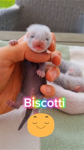 Battle for naming pets