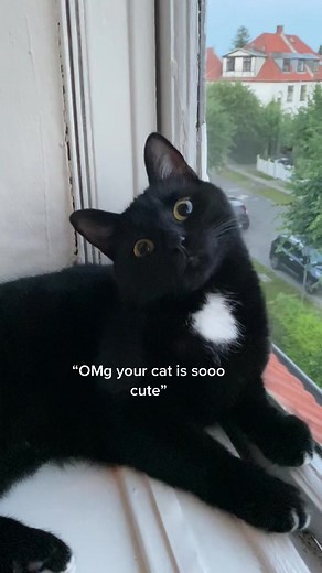 Cute and Funny Cat Video Compilation