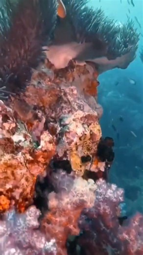 🌊 Dive into 2 minutes of pure underwater magic! This breathtaking video begins with a majestic whale shark, followed by shimmering glass fish, a curious sea snake, graceful cuttlefish, and a vibrant parade of marine life. A true glimpse into the beauty of the ocean — don't miss the wonders waiting below the surface! 🐋🐟🐍🐙💙 #WhaleShark #UnderwaterWorld #ScubaDiving #OceanVibes #marinelife #DiveWithUs #UnderwaterAdventure #SeaCreatures #FollowAndShare #NatureLovers #fblifestyle #holiday | Red