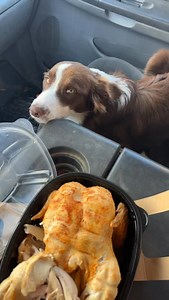 1K views · 39 reactions | Find yourself someone who looks at you like this border collie pup looks at rotisserie chicken from @farewaystores 凉 #ladyandthetramp #datenight #roadtrip #puppydogeyes #shotgun | Iowa Kiko Goats | Facebook