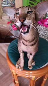 24K views · 10K reactions | "Маааааааааа... "  #catinstagram #gatos #gato #cats #orientalcats #cat #catsreels #reelscat #reelsinstagram #reels #teelscats #mypet #mycat #flowers #flower #catsofday #meowcats #meows | Motya, Karamelka, and Musik | Facebook