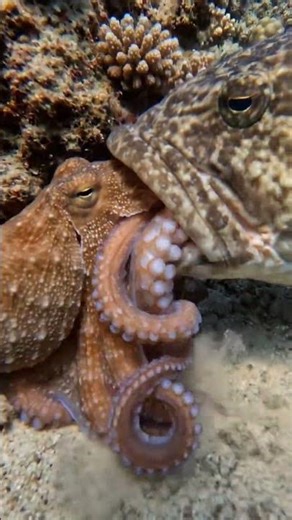 Underwater Ambush: Grouper vs Octopus Caught on Camera 🐙🐟 #UnderwaterLife #OceanPredator #Octopus