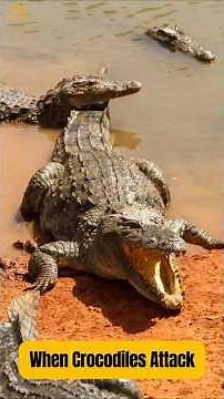 Earth’s Ancient Predator