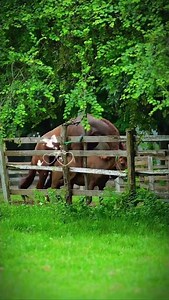 Horse Mating first time