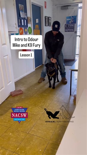 Watch Mike and K9 Fury in their first lesson in Intro to Odour. #scentwork #scentworktraining #nosework #dogtraining #dogswithjobs #bayswater #melbourne #dogssniffing #labrador | Ethical Dog Services