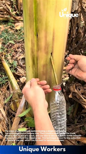 Harvesting Banana Tree Sap: Simple DIY Method