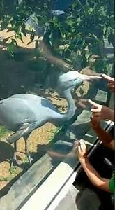 African paradise beauty - crane