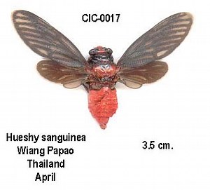 Learn about the cicadas of Singapore – Cicada Mania