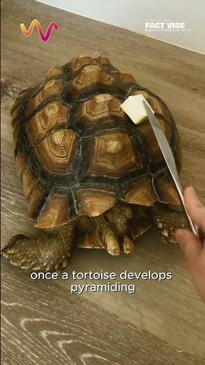 This Tortoise's Shell Damage Is Permanent #vet #medicine #funfact #lifehack #educational