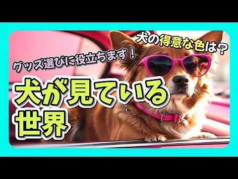 【衝撃】犬が見ている色の世界を解説！犬の得意な色は？知っておくと愛犬のグッズ選びに役立ちます！